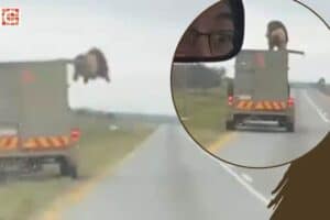 The lion that jumped from a moving vehicle.