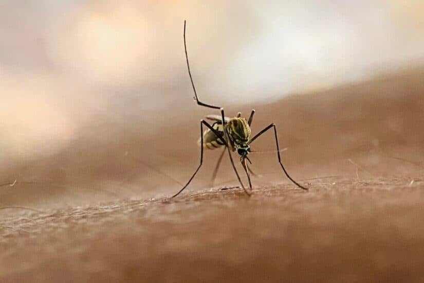 mystery malaria cases in Free State