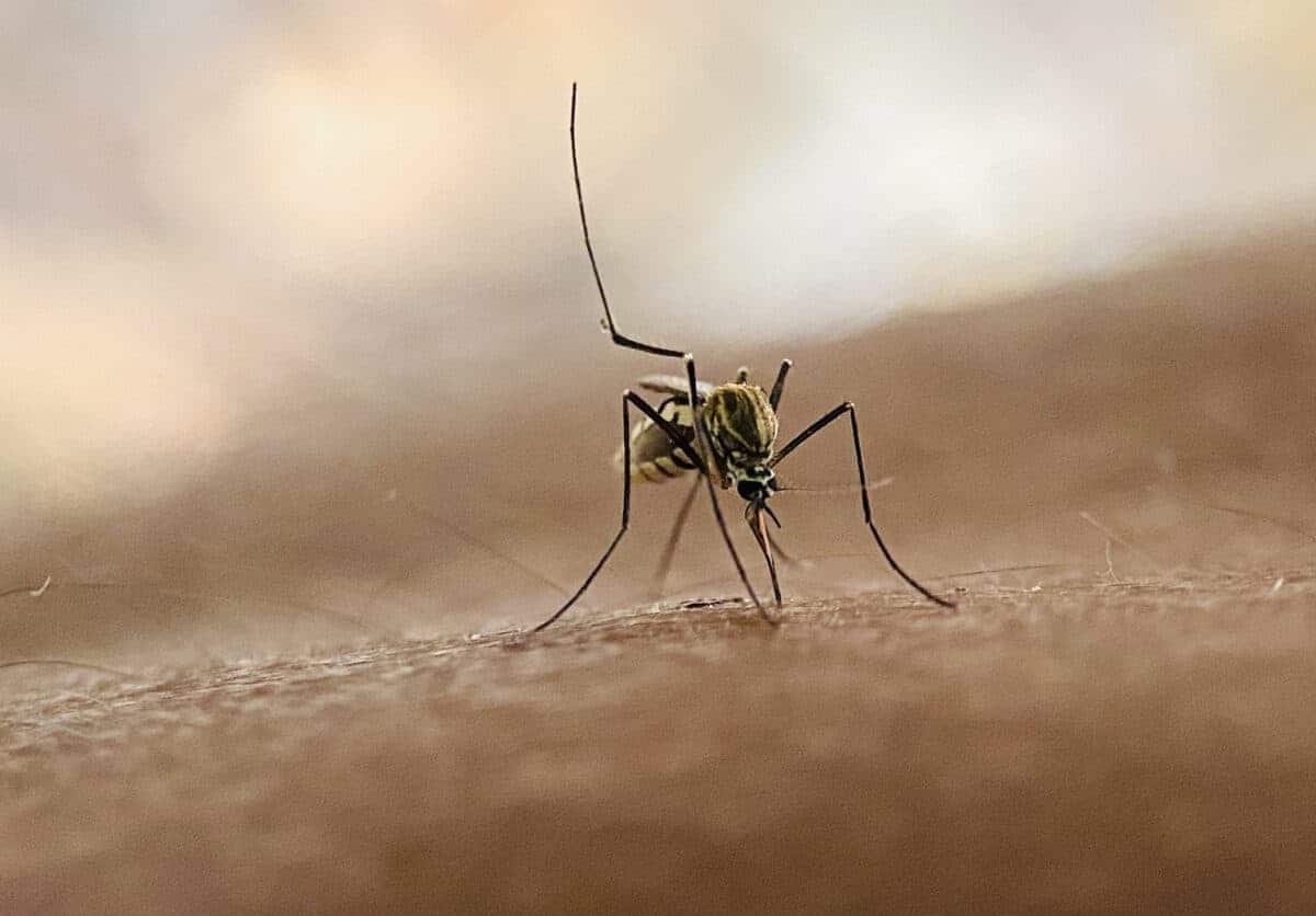 mystery malaria cases in Free State