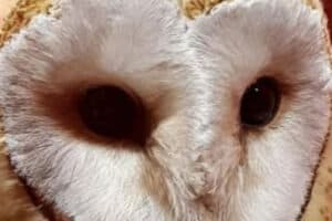 Coca Cola cleared by NSPCA in Midrand barn owl death.