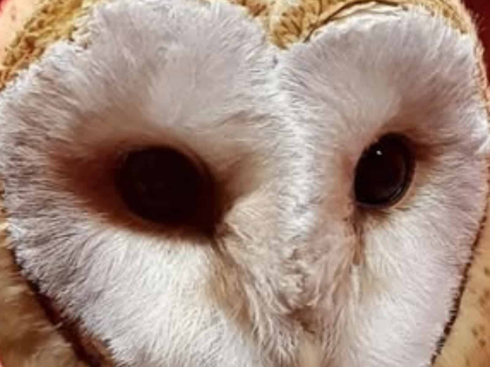 Coca Cola cleared by NSPCA in Midrand barn owl death.