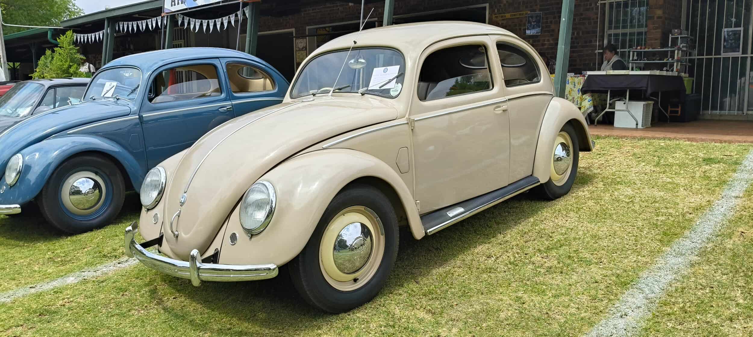 Oval window Beetle