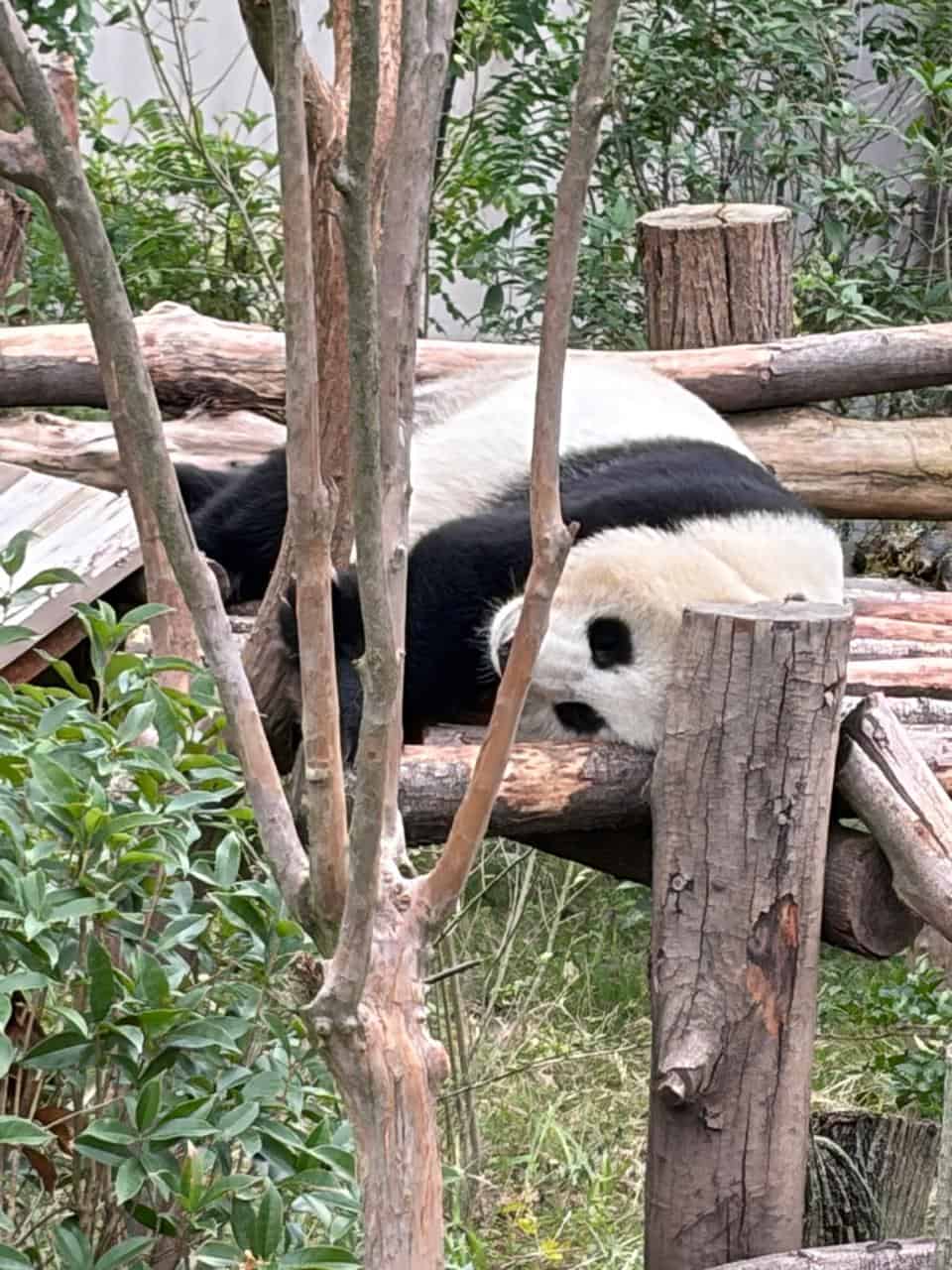 pandas china