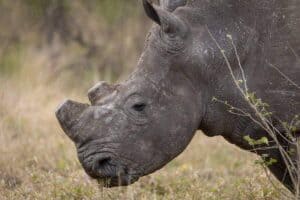 Court rules in favor of ethical rhino horn trade for conservation