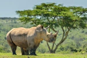 A rhino