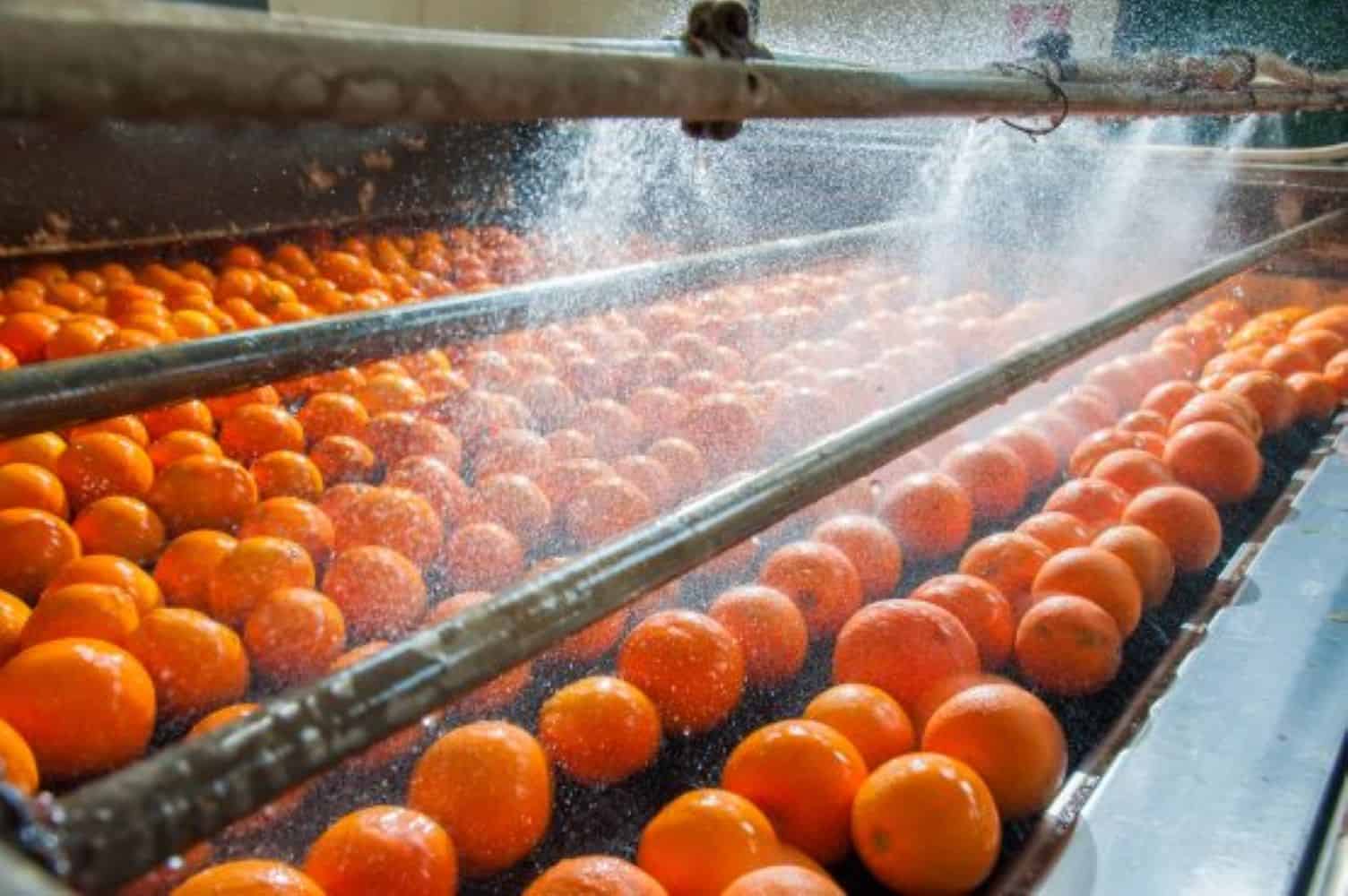 SA citrus record season