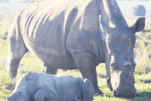 A horrid tale of brutal rhino hackers