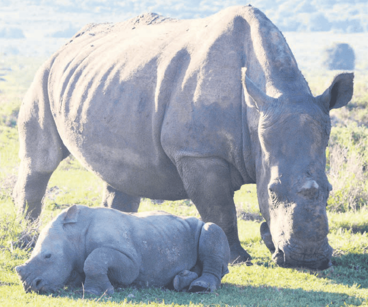 A horrid tale of brutal rhino hackers