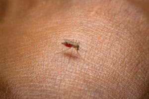 The mosquito war must continue