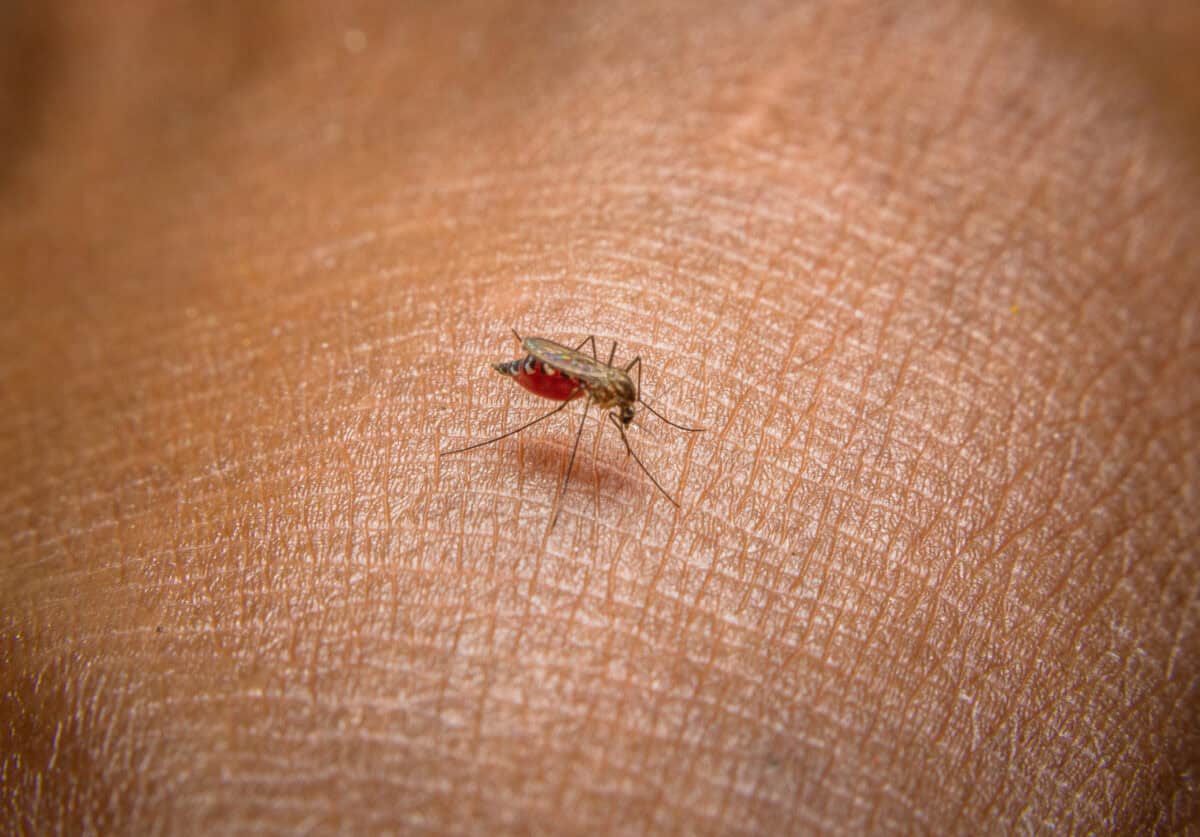 The mosquito war must continue