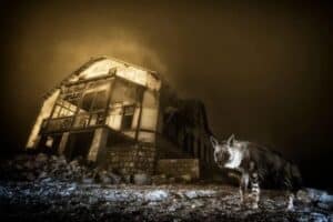 Wim van den Heever photo Brown hyena