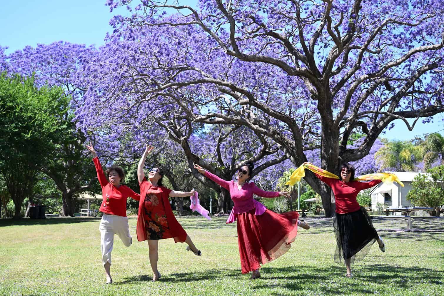 Grafton's Jacaranda Festival