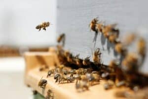 Nolan Govender was attacked by a swarm of bees.