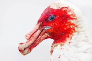 Bird Photographer of the Year