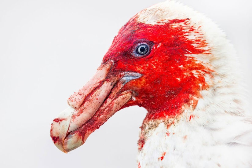 Bird Photographer of the Year