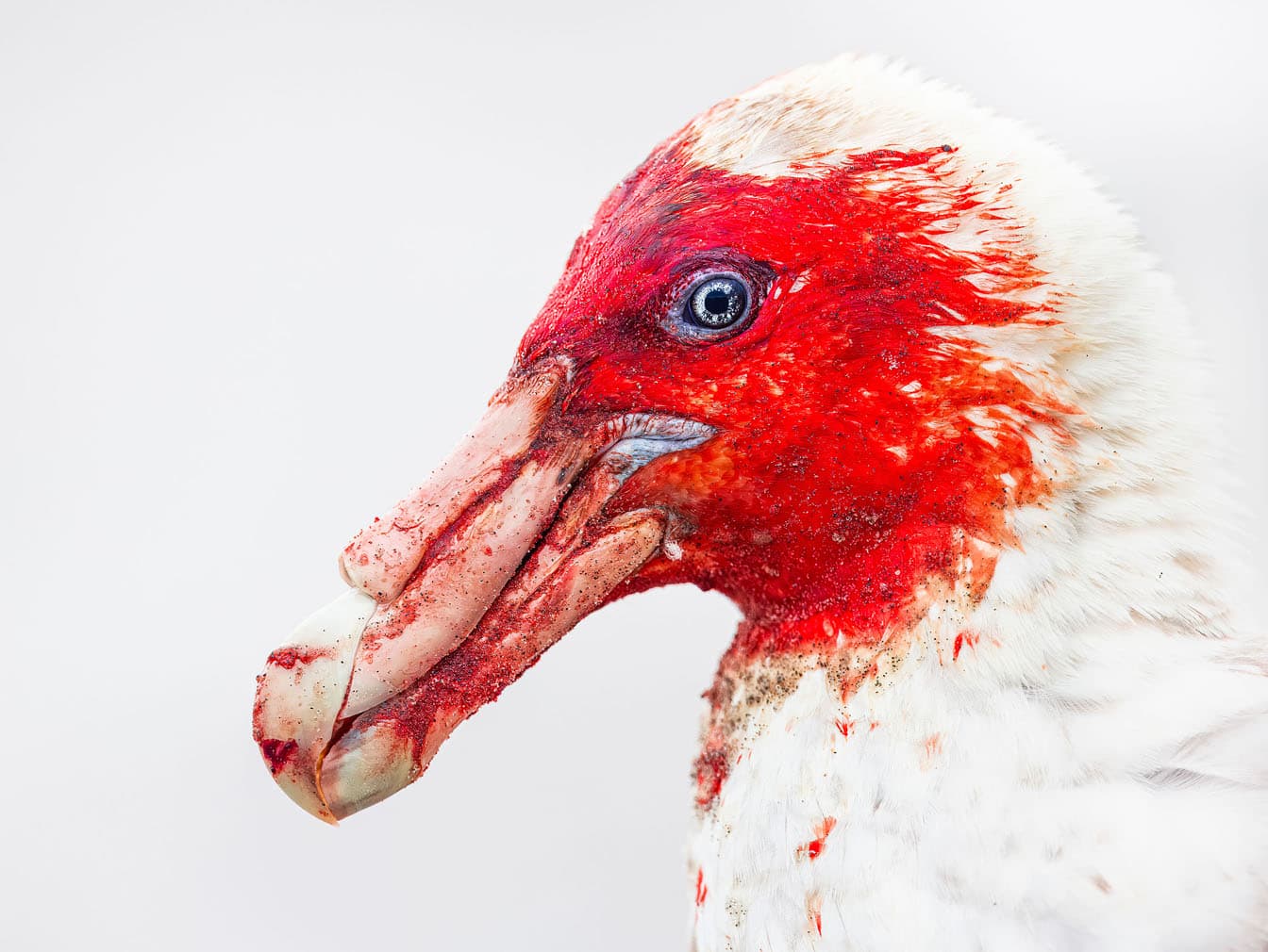 Bird Photographer of the Year
