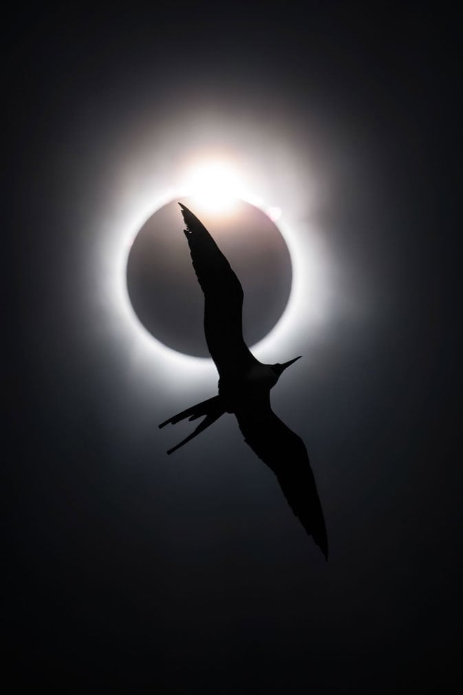 Bird Photographer of the Year