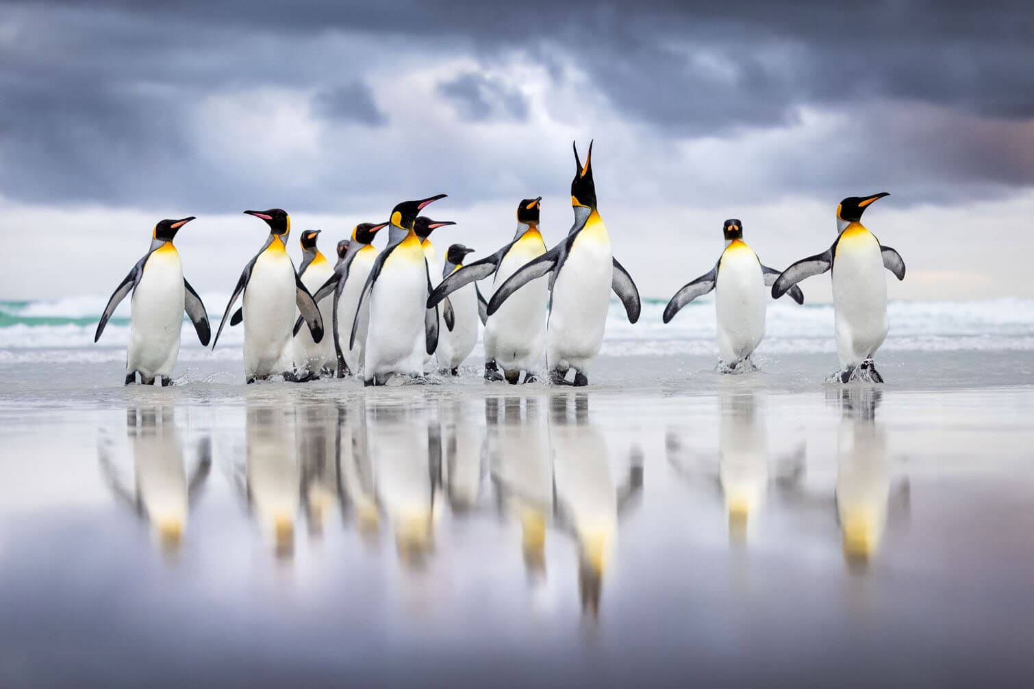 Bird Photographer of the Year