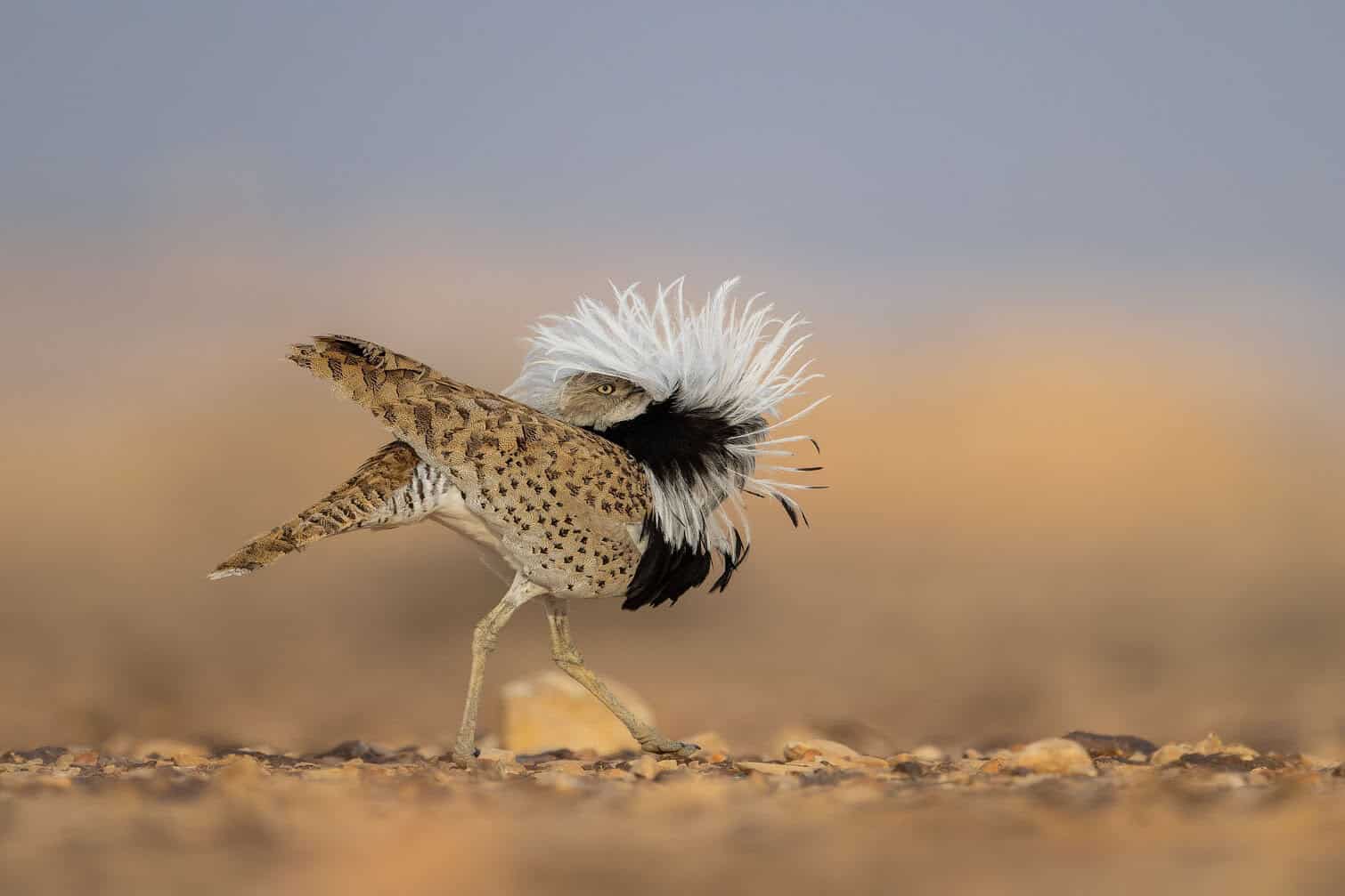 Bird Photographer of the Year