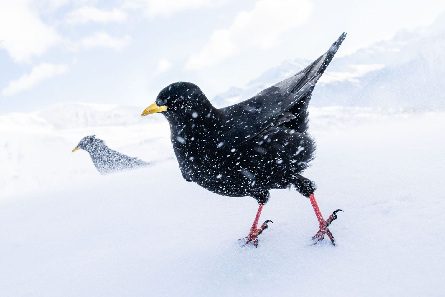 Bird Photographer of the Year