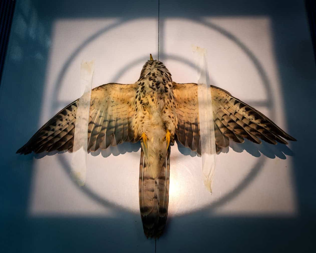 Bird Photographer of the Year