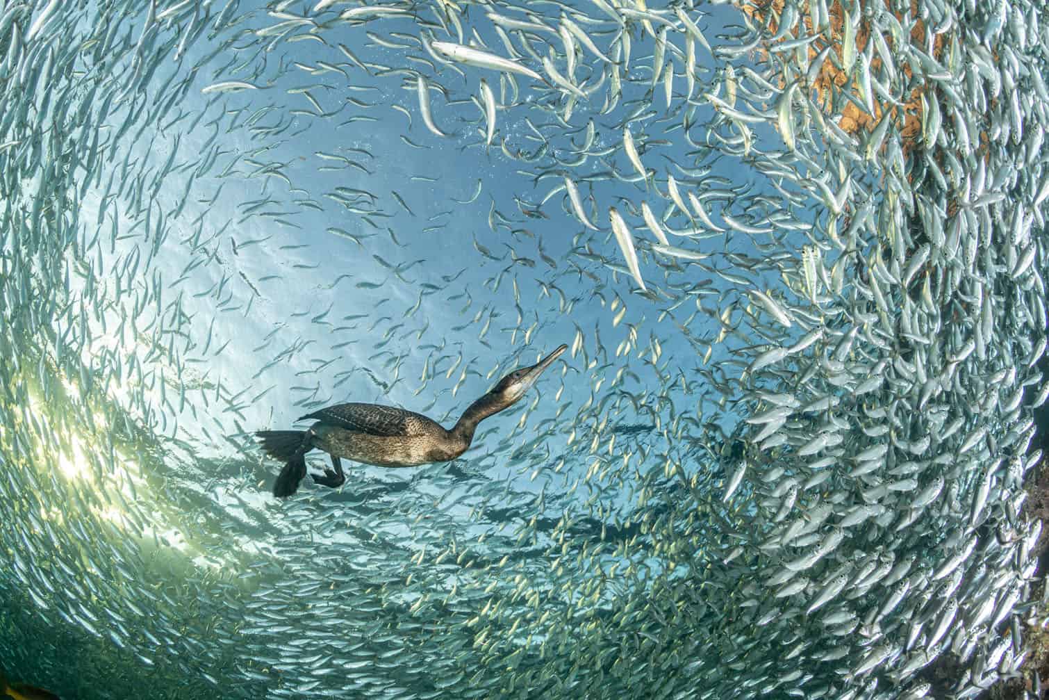 Bird Photographer of the Year