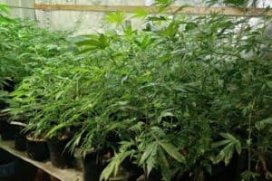 Cannabis plants valued at about R1.2 million found in Howick.