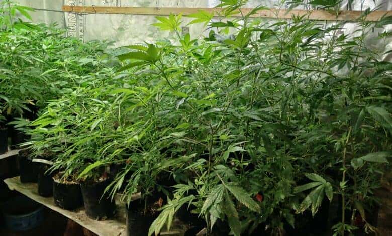 Cannabis plants valued at about R1.2 million found in Howick.