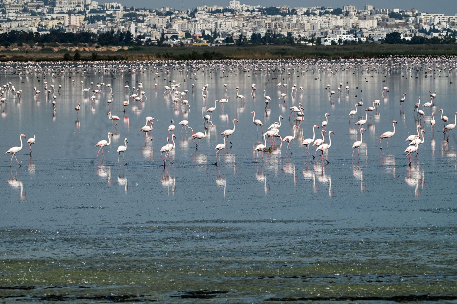 Flamingos forage for food