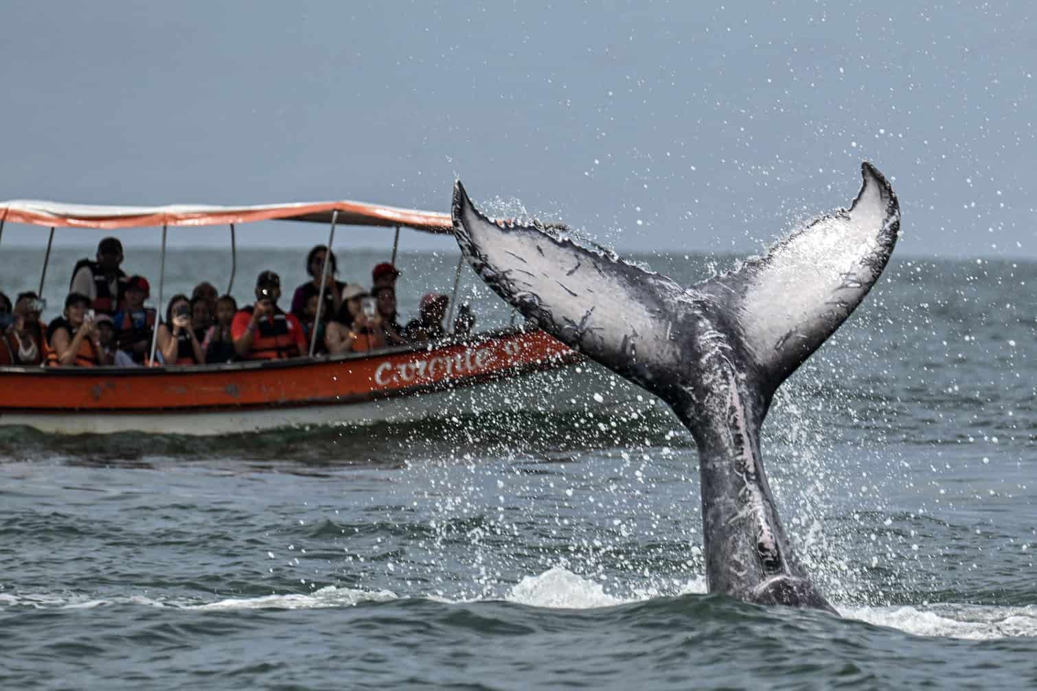 Tourists take snapshots of a Humpback whale