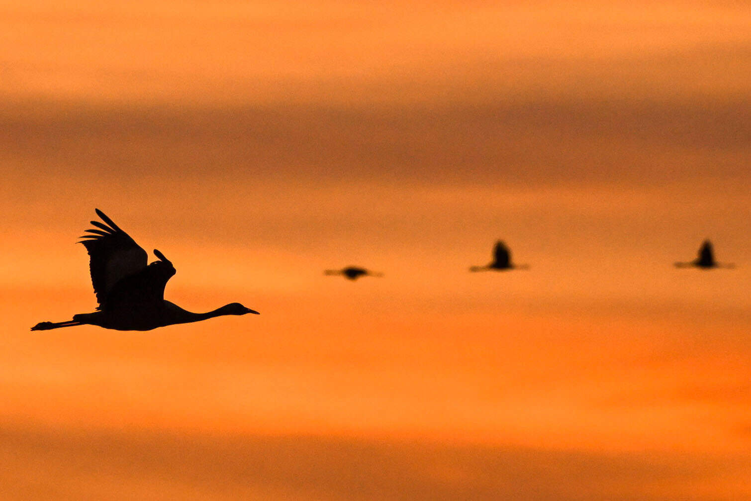 Gray cranes stop in Hortobagy National Park on their migration route