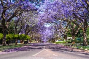 Tshwane residents urged to replenish indigenous trees