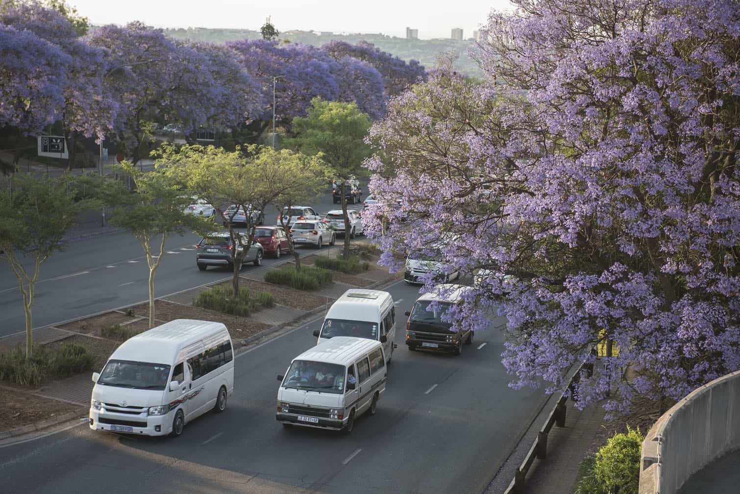 Jacaranda trees flower above traffic in Johannesburg