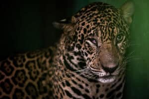 Rescue of injured jaguar in the Brazilian Amazon