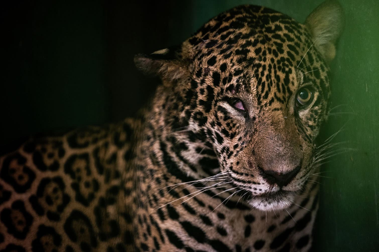 Rescue of injured jaguar in the Brazilian Amazon