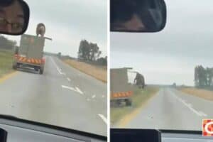 The lion jumping off the truck.