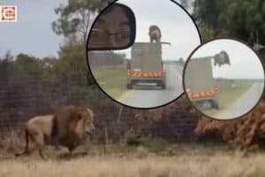 The lion that jumped off the truck and later captured.