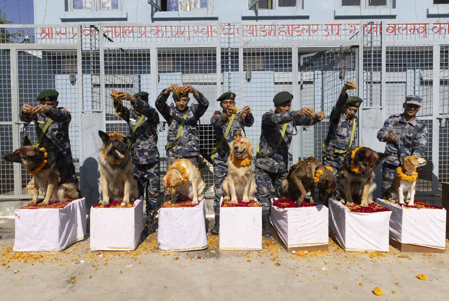 Tihar festival celebrations in Kathmandu