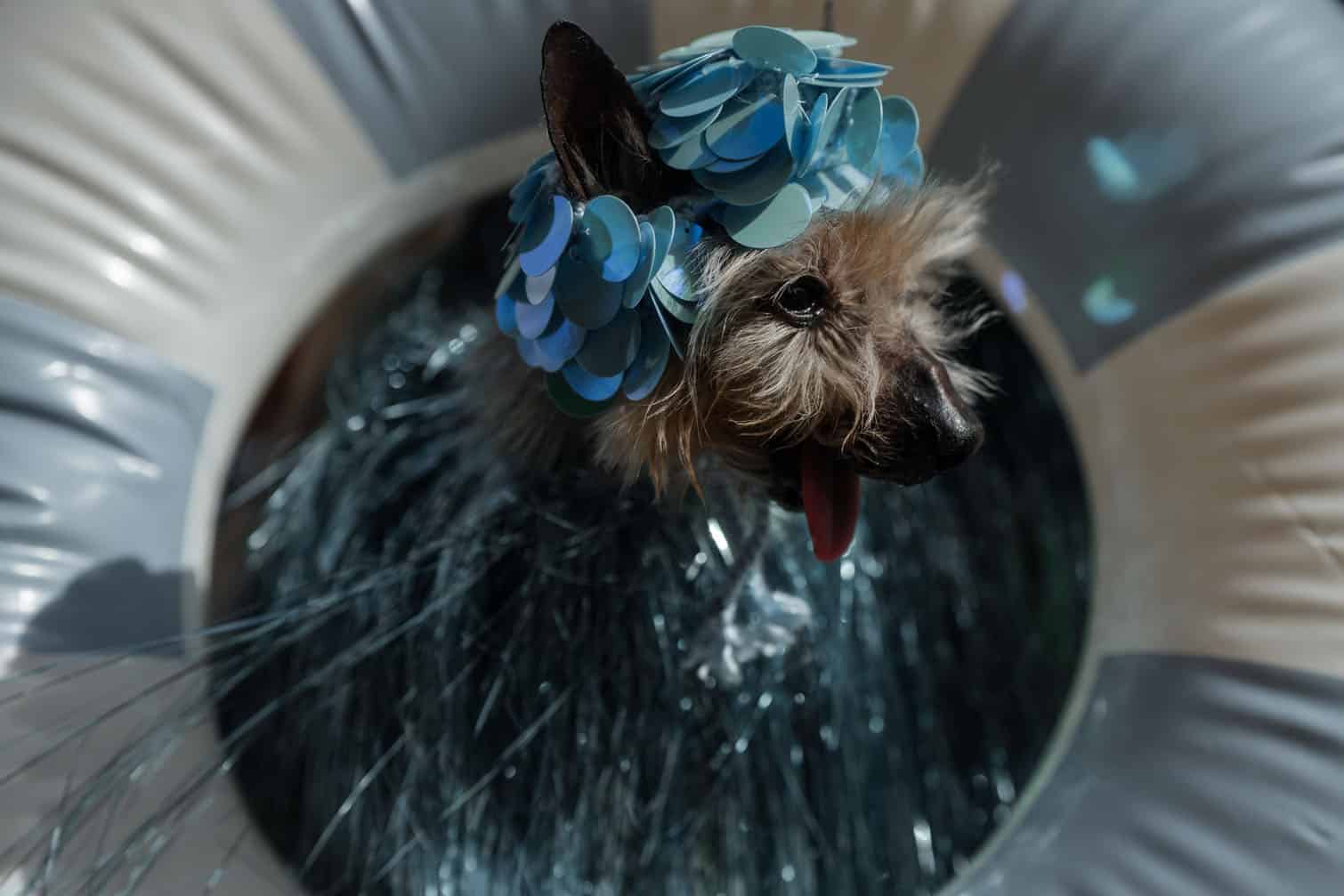 Tompkins Square Halloween Dog Parade in New York