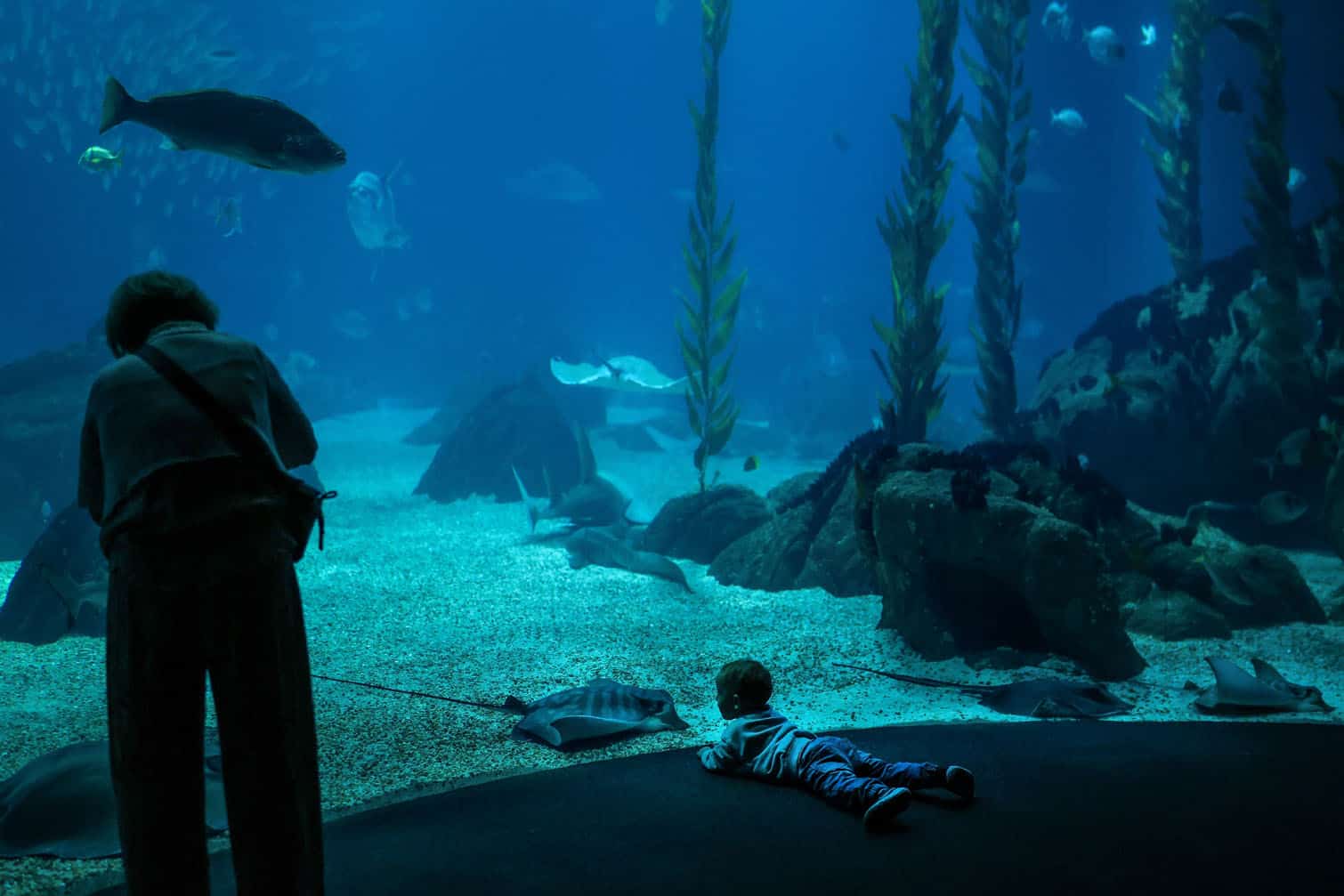 A child looks at a manta ray at Lisbon Oceanarium