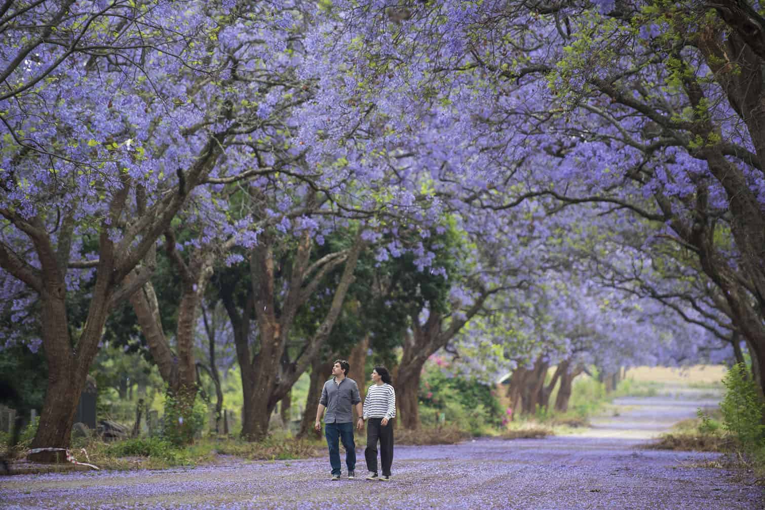 A couple walks along an avenue of flowering jacaranda trees