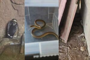 Snakes come out in warmer weather
