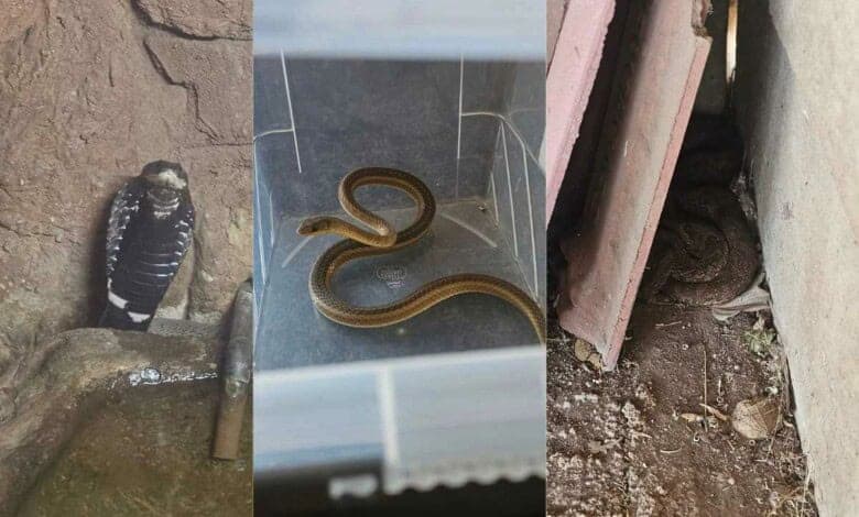 Snakes come out in warmer weather