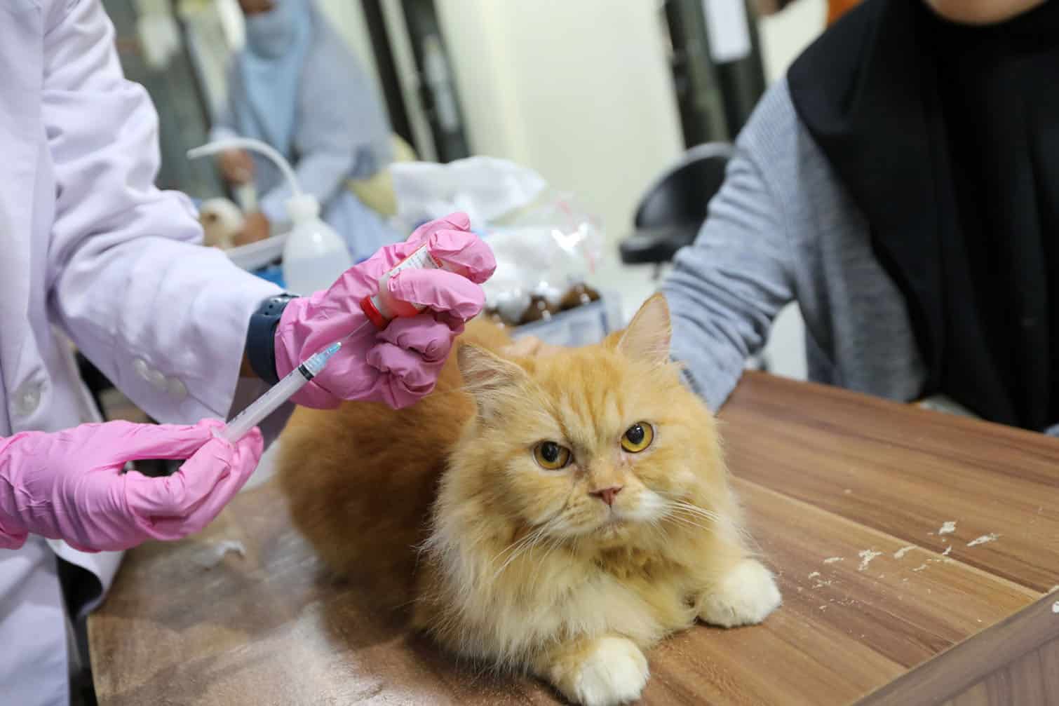 Rabies vaccination for pets in Indonesia