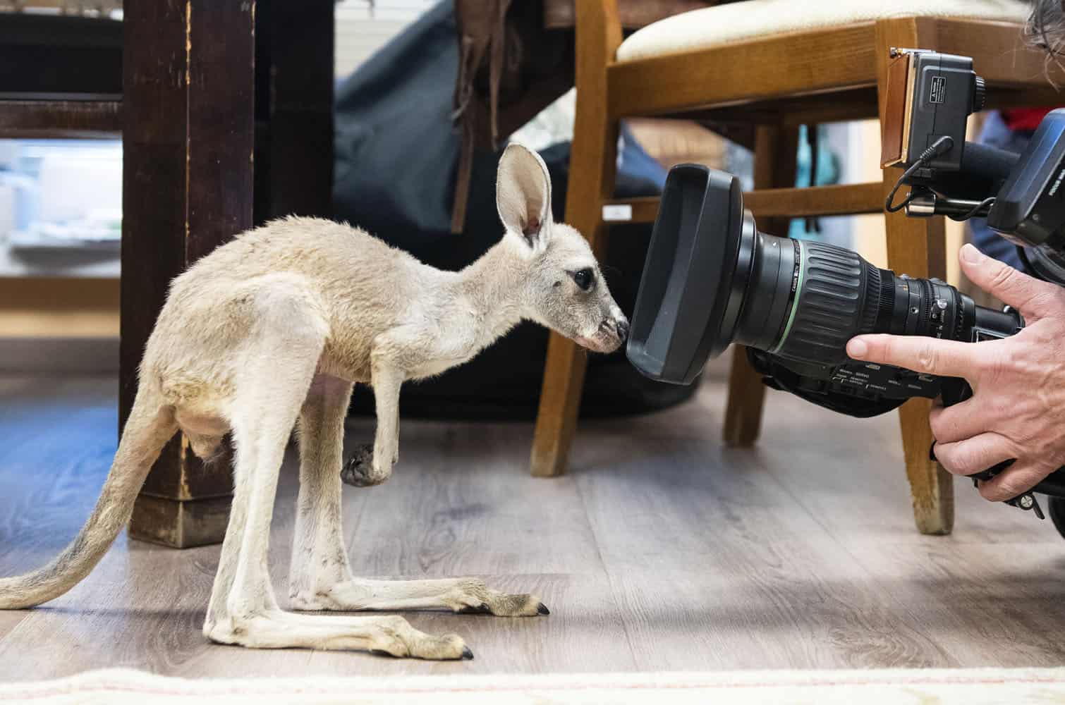 Abandoned Red Kangaroo Joey Lili