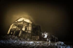 Wildlife Photographer of the Year