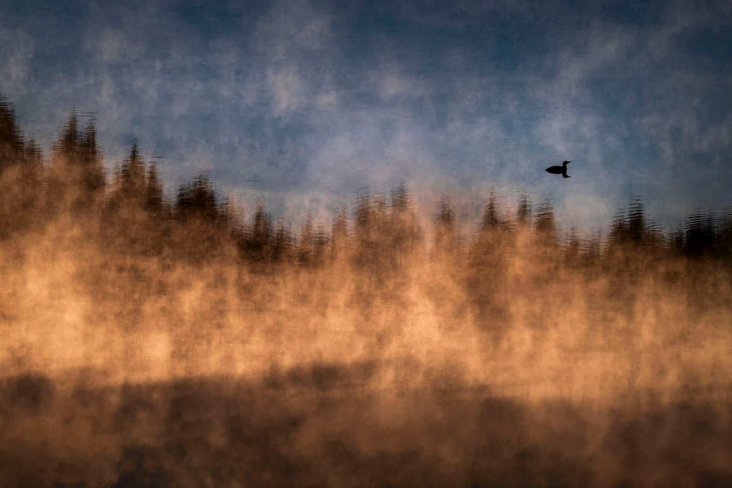 Wildlife Photographer of the Year