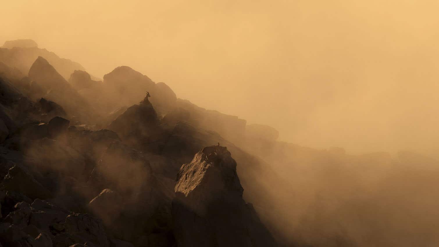 Wildlife Photographer of the Year