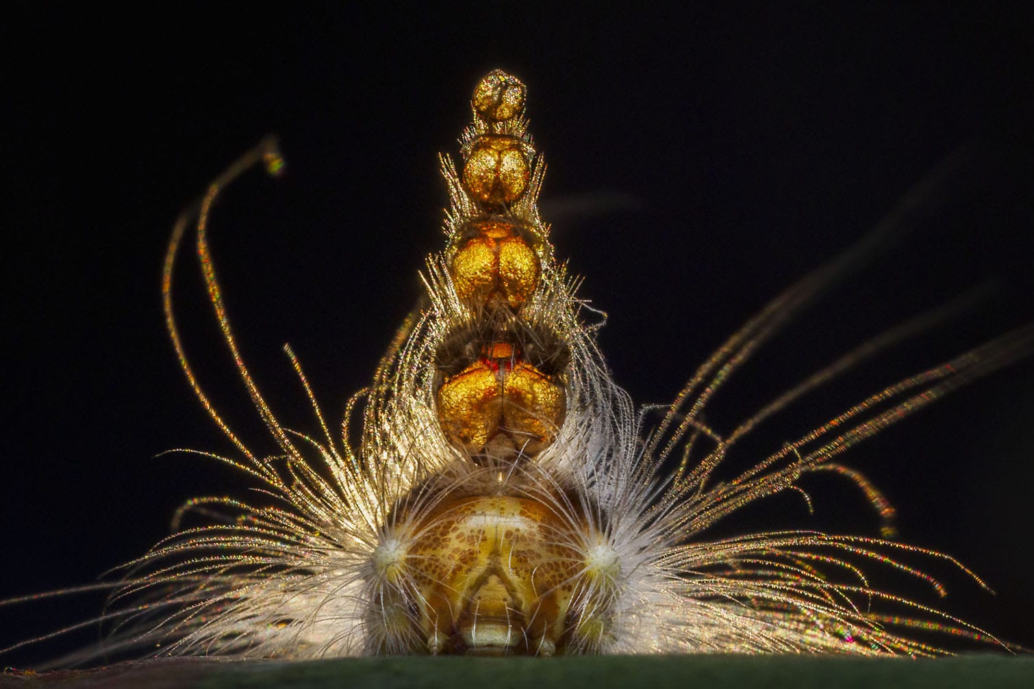 Wildlife Photographer of the Year