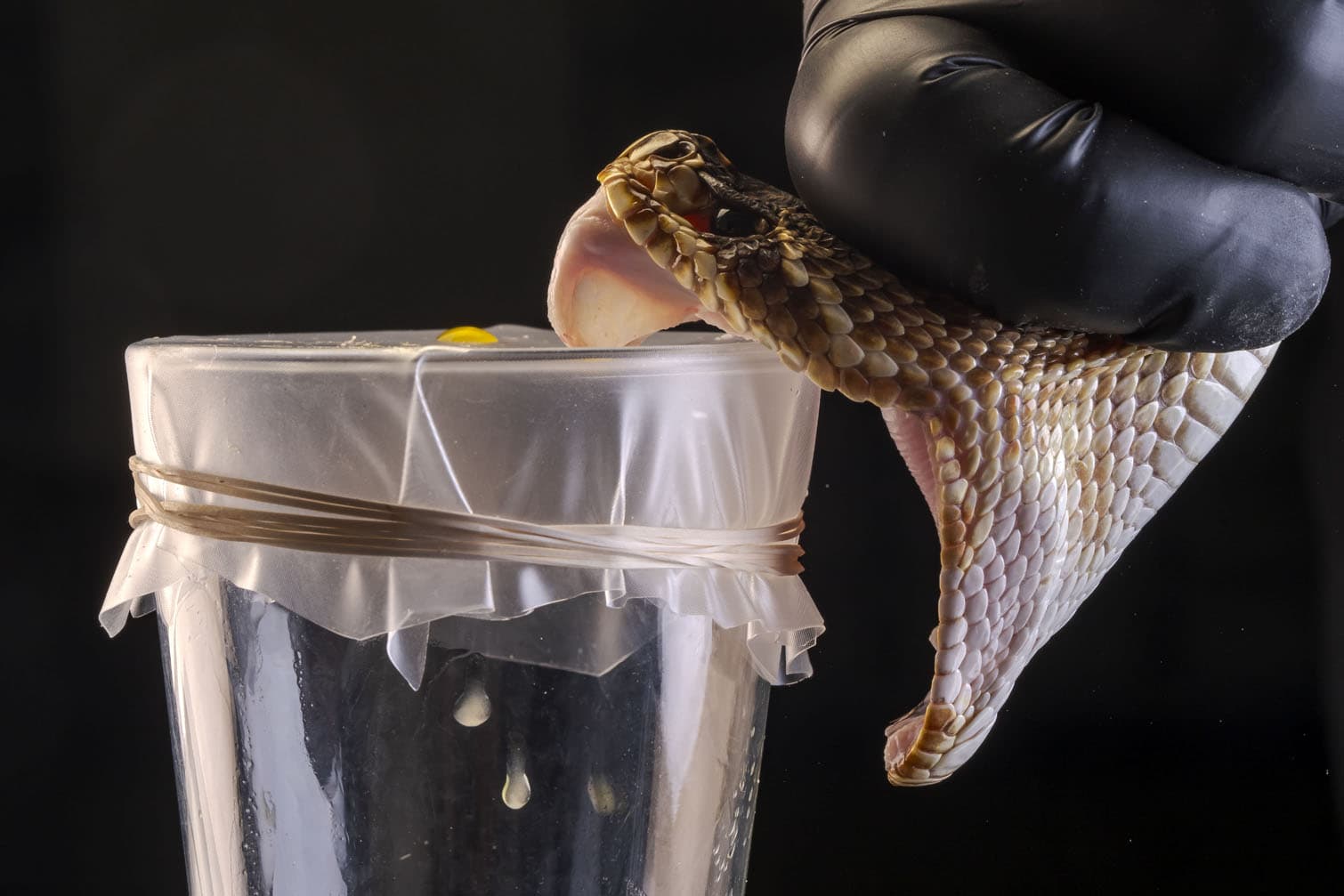 Wildlife Photographer of the Year